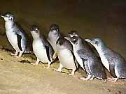 Famous Penguin Parade