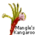 Mangle's Kangaroo